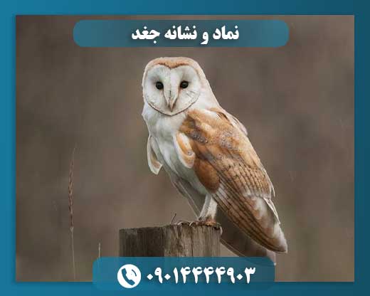 اسرار جغد: از نماد خرد تا نشانهای برای یافتن دفینه 09014444903