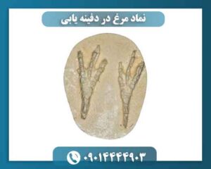 نماد مرغ در دفینه یابی 09014444903