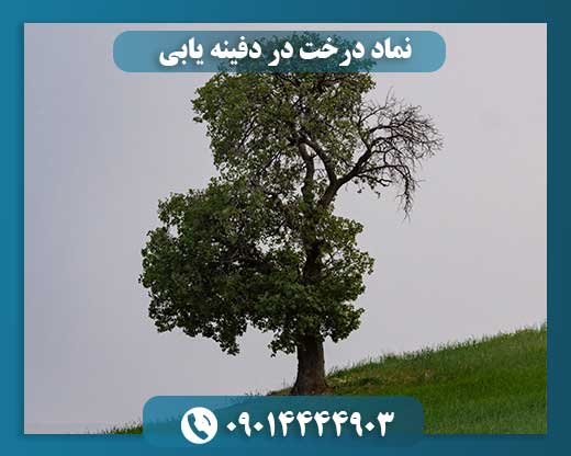 سایه‌ی گنج: چگونه درختان در دفینه‌یابی راهنما می‌شوند؟ 09014444903