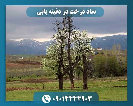 درختان کهنسال: نشانه‌های پنهان گنج در دل طبیعت 09014444903