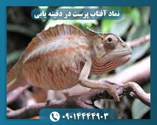 نماد آفتاب پرست در دفینه یابی 09014444903